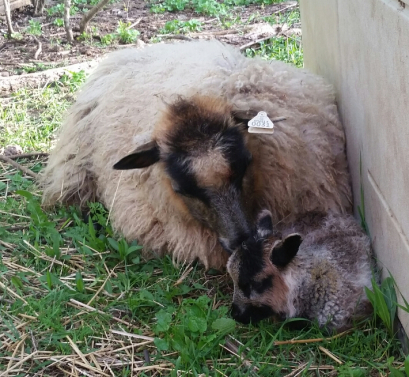 Mama Lily and baby Kira