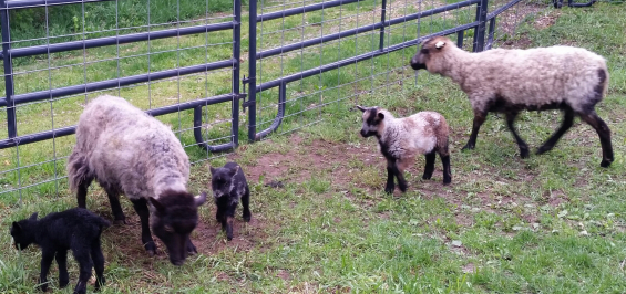 My three lambs - Spring 2017