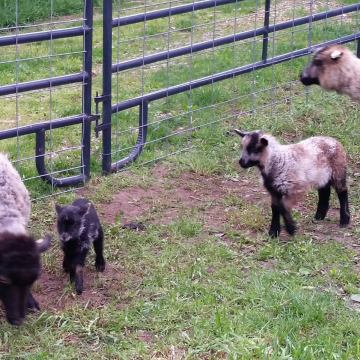 My three lambs - Spring 2017