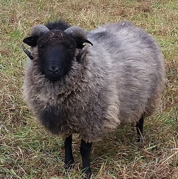 Sven donated his fleece to make this beautiful and warm shawl!